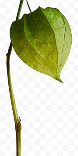 灯笼果灯笼果照片灯笼果素材姑娘果小果酸浆红姑娘浆果菇娘