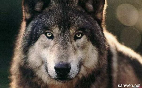 狼行千里吃肉马行千里吃草活鱼逆流而上死鱼随波逐流成功者永不放弃