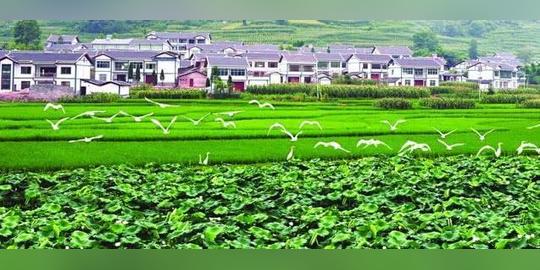 5个休闲农业创业新模式,投资少效益高_贵州省安顺市族