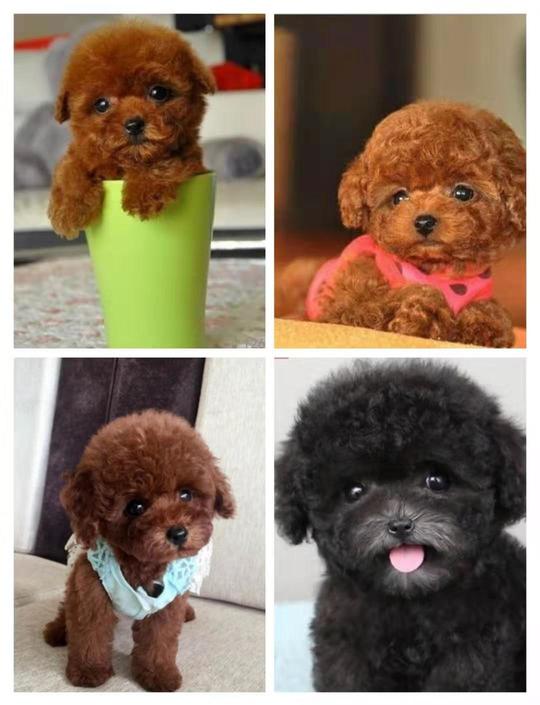昆明纯种茶杯体泰迪犬幼犬茶杯体棕红色咖啡色黑灰色活体宠物狗狗