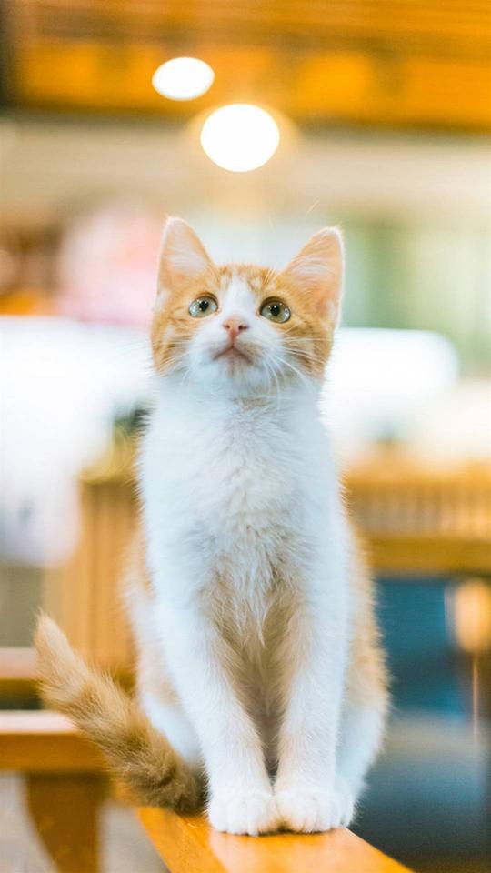 猫咪,猫咪,喵星人,可爱动物,萌萌哒,萌物,手机壁纸,我是猫