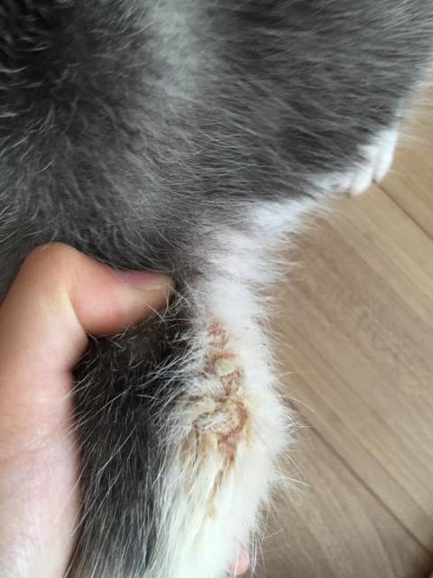 皮肤病有哪些是会传染的