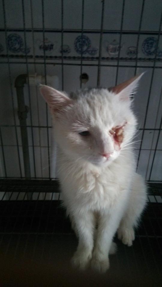 [转载]独眼白短圆猫妈+独眼小小黄求包养状态