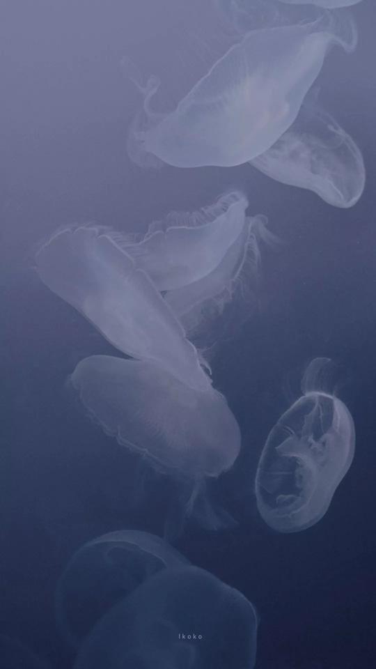 摄影师镜头下的蓝,是人间绝色啊!