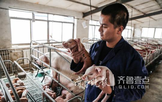 济宁大学生回乡创业养猪,给猪安空调,抱小猪玩直播