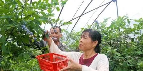 谁说农民一定要种地，这几个产业，一个比一个赚钱