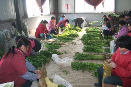 观麦:蔬菜配送企业分拣标准参考