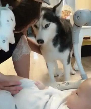 舔宝宝的jio甜咪咪的表情包