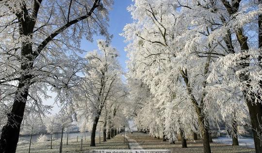 雪景雪景图片素材下载冬天下雪大树树林树木树叶自然景观