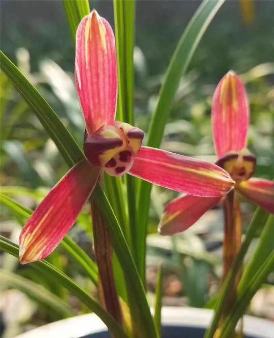 春兰红蜻蜓，贵州产春兰红花水仙瓣，非常漂亮的一个品种，现出一