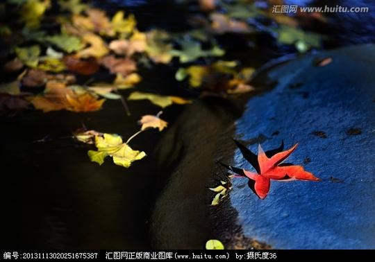 池塘落叶素材
