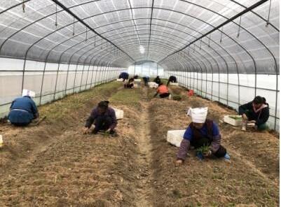 中草药材种植创业项目,同津堂的4味药材市场供不应求