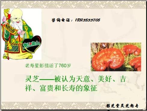 山西九龙如意龙灵芝粉隆重招商,仅需700元就能圆灵芝创业梦!