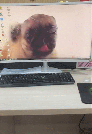 狗狗不停舔着屏幕,桌面壁纸活灵活现,焦点全在狗身上!