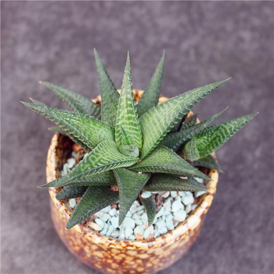 硬叶十二卷冷门多肉植物组合套餐绿植好养小盆栽鹰爪稀缺琉璃殿十二指天6-7cm裸根不带土