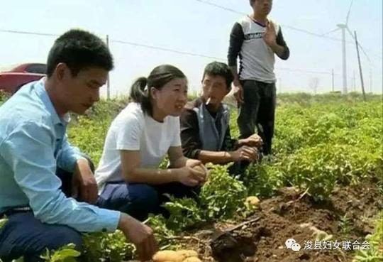女大学生回乡创业千亩土豆滞销急盼好销路