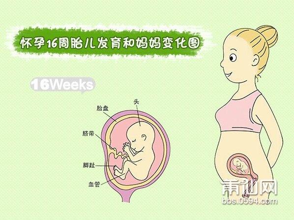 胎儿16周发育情况图片