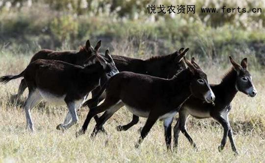 2019/2020年养驴前景和利润如何?政府支持肉驴养殖迎发展机会