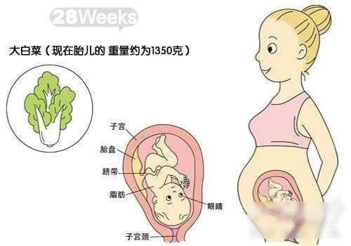 怀孕21周肚子有多大图