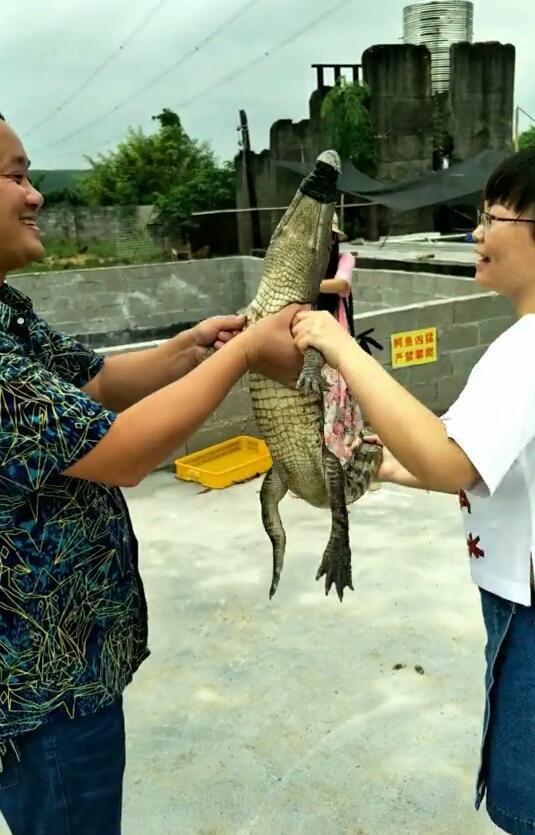 大学生回村创业成“鳄鱼大王”：放弃公务员月薪8000值不值？