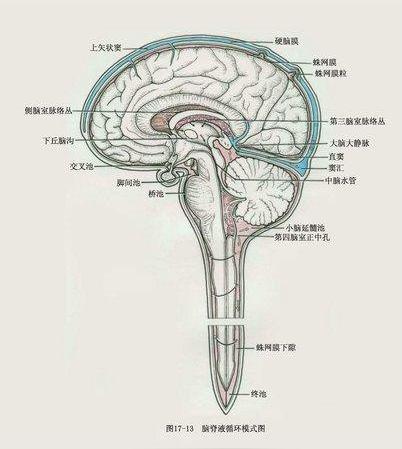 调节颅内压3.参与脑和脊髓的代谢4.维持正常ph