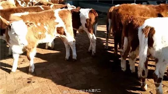 要想创业养牛,这些准备工作一定要做好