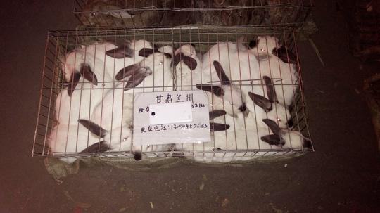 养兔子真的赚钱吗,兔子本身具有极高的经济价值,对其皮,毛,肉内脏的