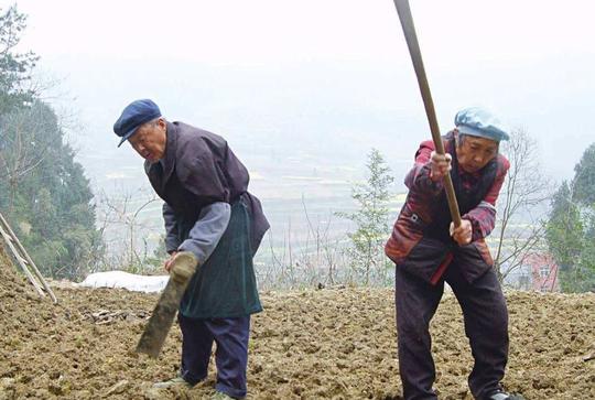 卖粮不挣钱,为啥农村老人还坚持种地?60岁老农说出3句