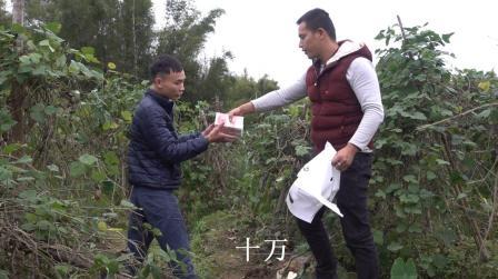 收购商直接拿十万块钱过来地里收粉葛,农村小伙要赚大发了