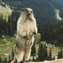 尖叫土拨鼠表情包抽搐gif动图