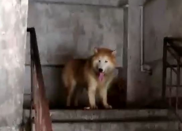 小孩被小动物咬伤了怎么办