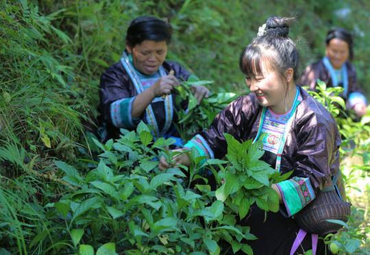 村民采摘用于给布料染色的蓝靛草.