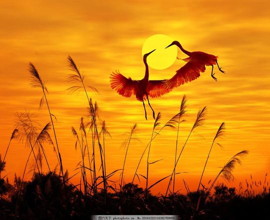 夕阳下的芦苇风景夕阳下的芦苇风景图片素材白鹤动物夕阳景观
