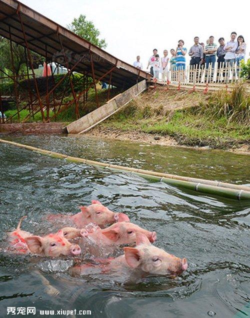 虐待动物是否需要立法