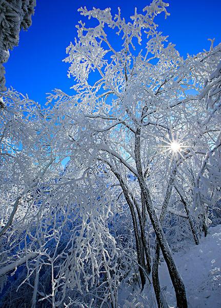 黄色雪韵_图片大全—全景创意图库（quanjing.com）中国领先的正版图片视频素材网站