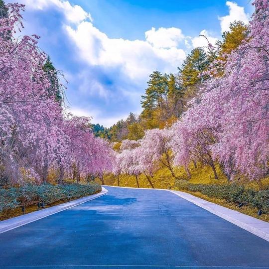 6天5晚赏樱之旅|三月的宇治和吉野山,是樱花做成的