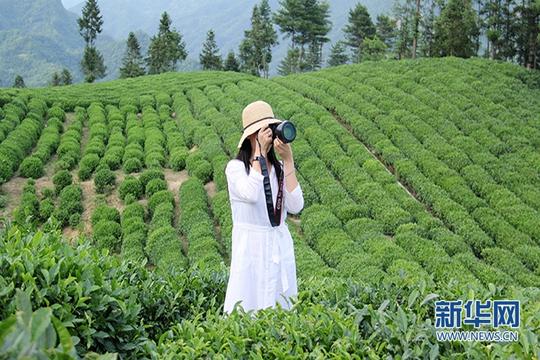 6月12日,在陕西省镇巴县兴隆镇大桥梁生态茶园,一名游客正在拍摄茶园