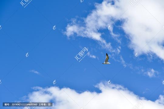 >海鸥大雁飞翔自由天空中美丽的鸟蓝天白云飞鸟鸥鸟鸥鸟类自由飞翔