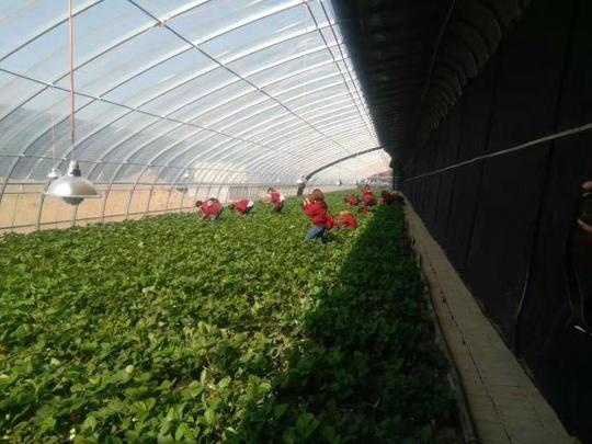 衡水80后又长脸了,创业新型草莓种植,还原传统