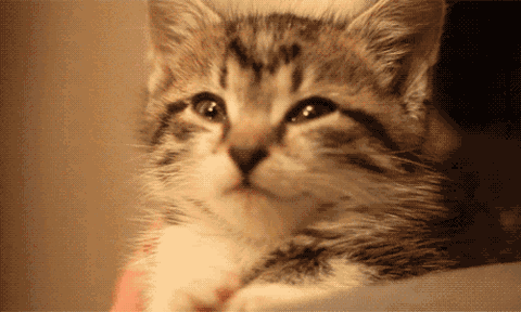 壁纸动物猫猫咪小猫桌面480_288gif动态图动图