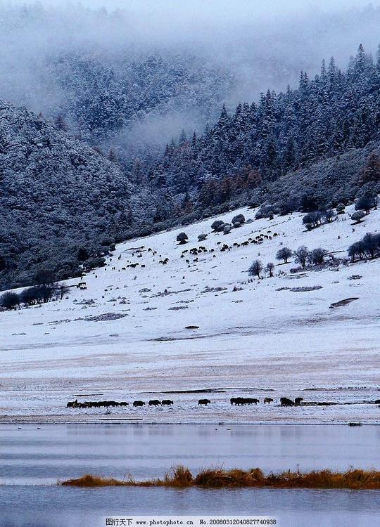 冬日景象白雪牦牛河水冬天图片素材钧瓷摄影专题摄影图库