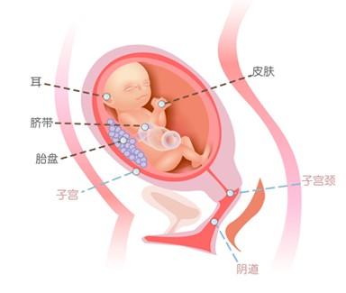 怀孕多久有胎心？怀孕多久可以听到胎心