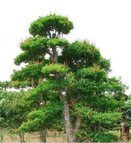 种树不赚钱?那是没种过这种树,经济价值高,一年挣10万