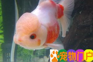 金鱼失鳔了 怎么样让它安乐死 爱游钓鱼网