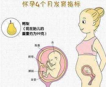 怀孕四个月肚子有多大?