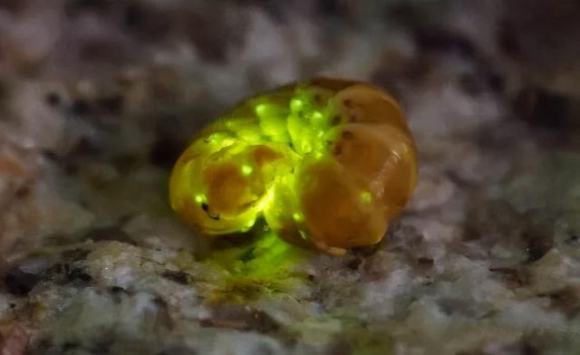 萤火虫在发光的同时也在发热吗?