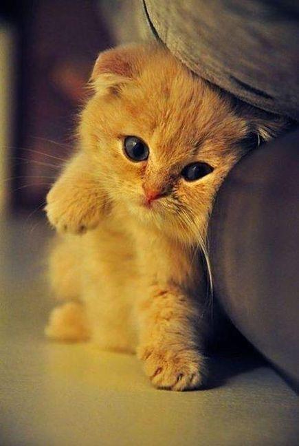 搞怪个性猫咪可爱动物大眼猫萌娃萌萌哒甜美系动物锁屏壁纸
