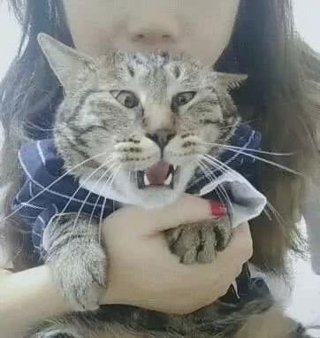 最近短视频火了,一位女子拿猫咪做"实验",结果令人哭笑不得!