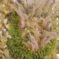 生长在近海和深海的半漂浮生物