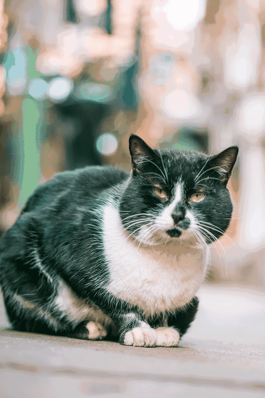 壁纸动物猫猫咪小猫桌面800_1200竖版竖屏手机gif动态图